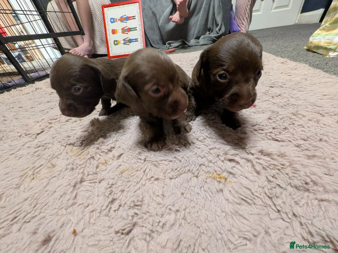 Doxiepoo dogs for sale: Miniature doxipoos  - Advert 5