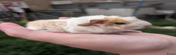 Guinea Pig rodents for sale: Funky & swiss breed guinea pig babies  - Advert 8