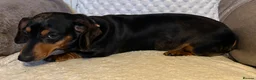 Miniature Dachshund dogs for sale: Female dapple dachshund  - Advert 4