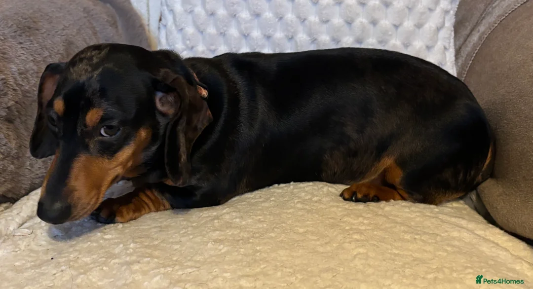 Miniature Dachshund dogs for sale: Female dapple dachshund  - Advert 4