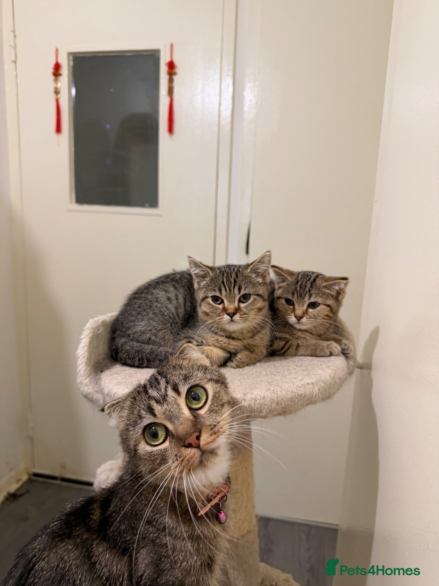 British Shorthair cats British Shorthair Kittens x Scottish Fold - Advert 1