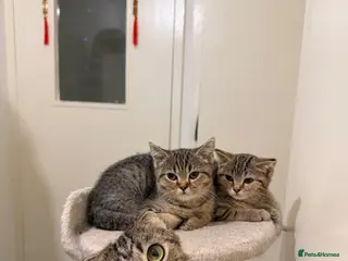 British Shorthair cats British Shorthair Kittens x Scottish Fold - Advert 1