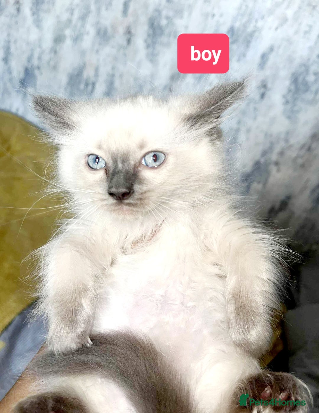 Ragdoll cats for sale: Pure Ragdoll kittens READY NOW!!! in Leicester - Image 18