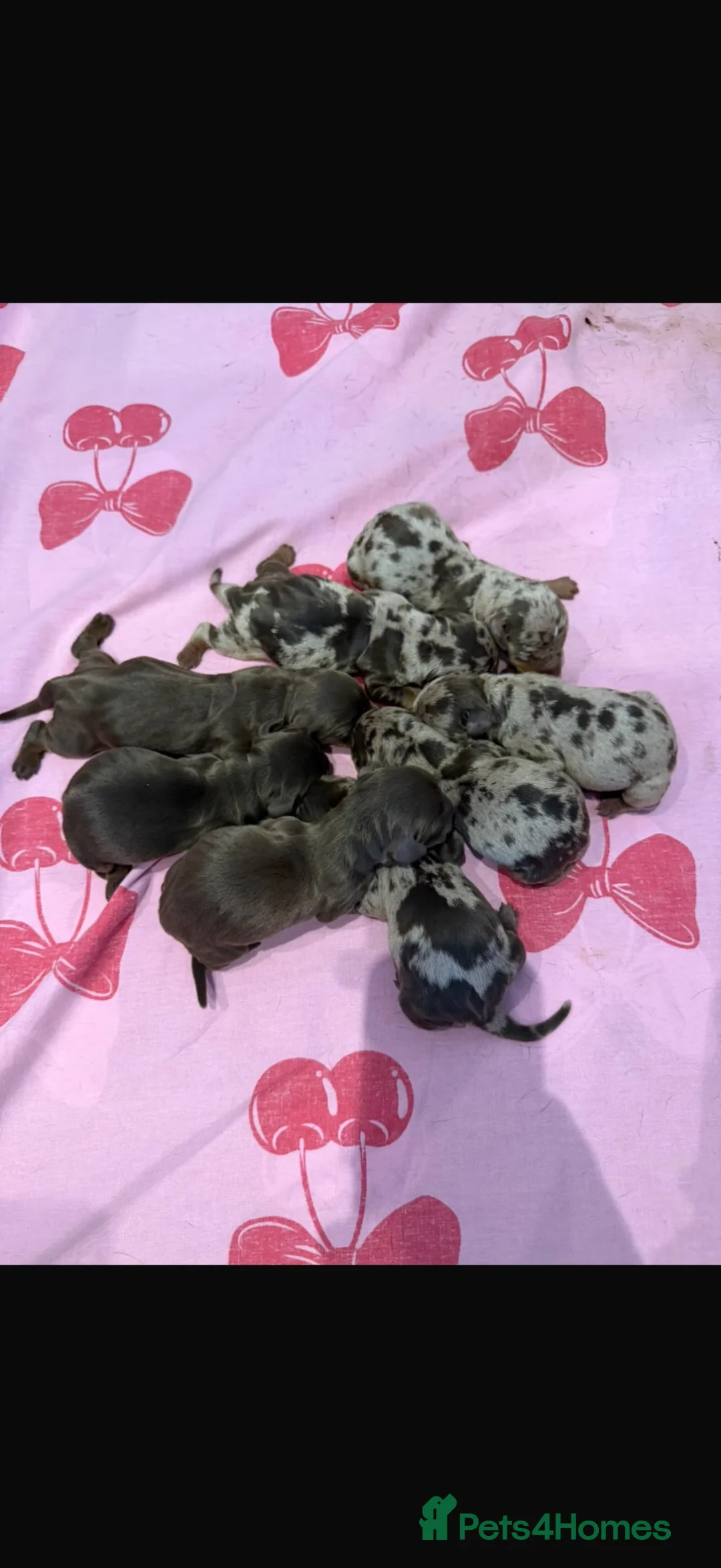 Miniature Dachshund dogs for sale: Cream and chocolate puppy’s  in Woodstock - Advert 5