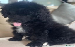Bernedoodle dogs for sale: F1 STANDARD BERNADOODLE BOY - Image 1