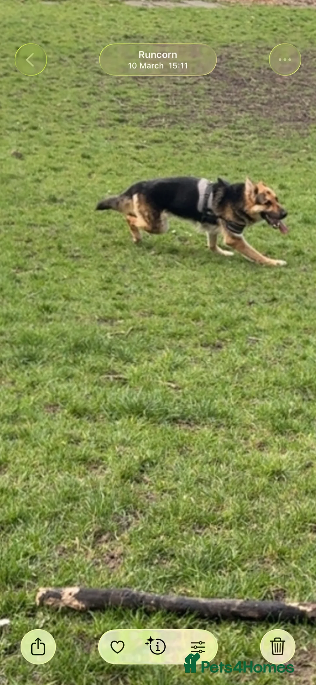 German Shepherd dogs for stud: Looking for a stud in Runcorn - Advert 2