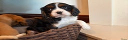 Cavalier King Charles Spaniel dogs for sale: Gorgeous Cavalier King Charles Spaniel Boys - Advert 19