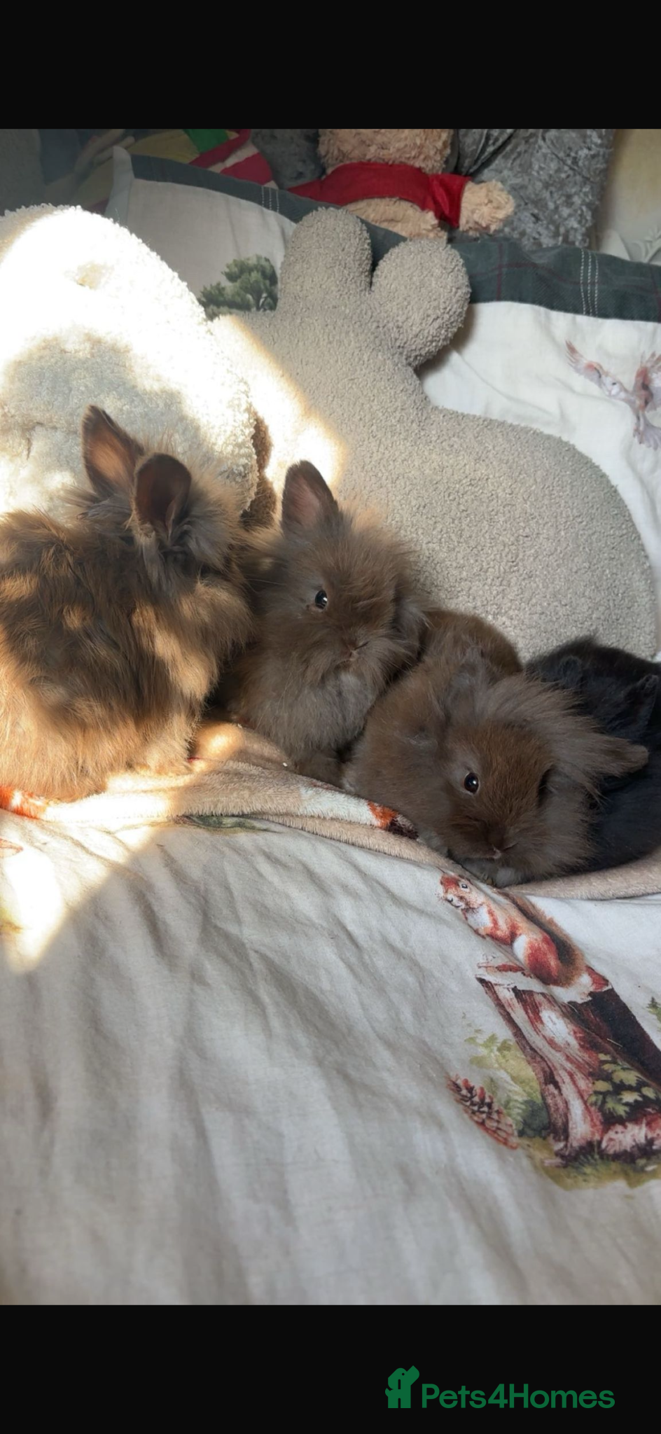 Mini Lion Lop rabbits Baby rabbits lion lop and lion heads  - Advert 1