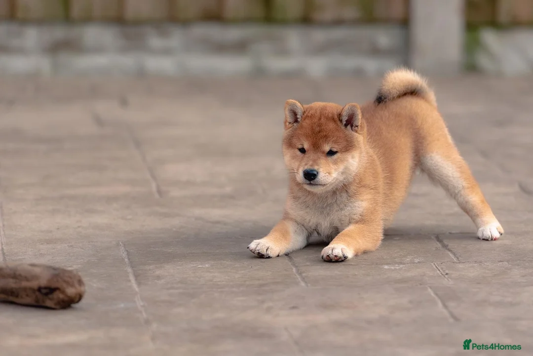 Japanese Shiba Inu dogs for sale: Last two beautiful girls - Advert 5