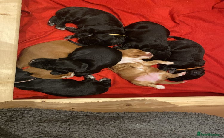 Cocker Spaniel dogs Working Cocker Spaniel Puppies - Advert 8