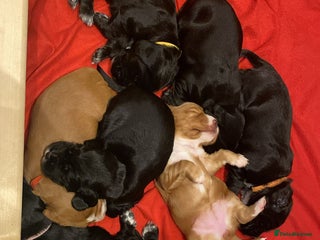 Cocker Spaniel dogs Working Cocker Spaniel Puppies - Advert 12