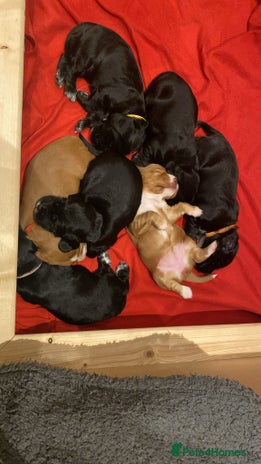 Cocker Spaniel dogs Working Cocker Spaniel Puppies - Advert 8