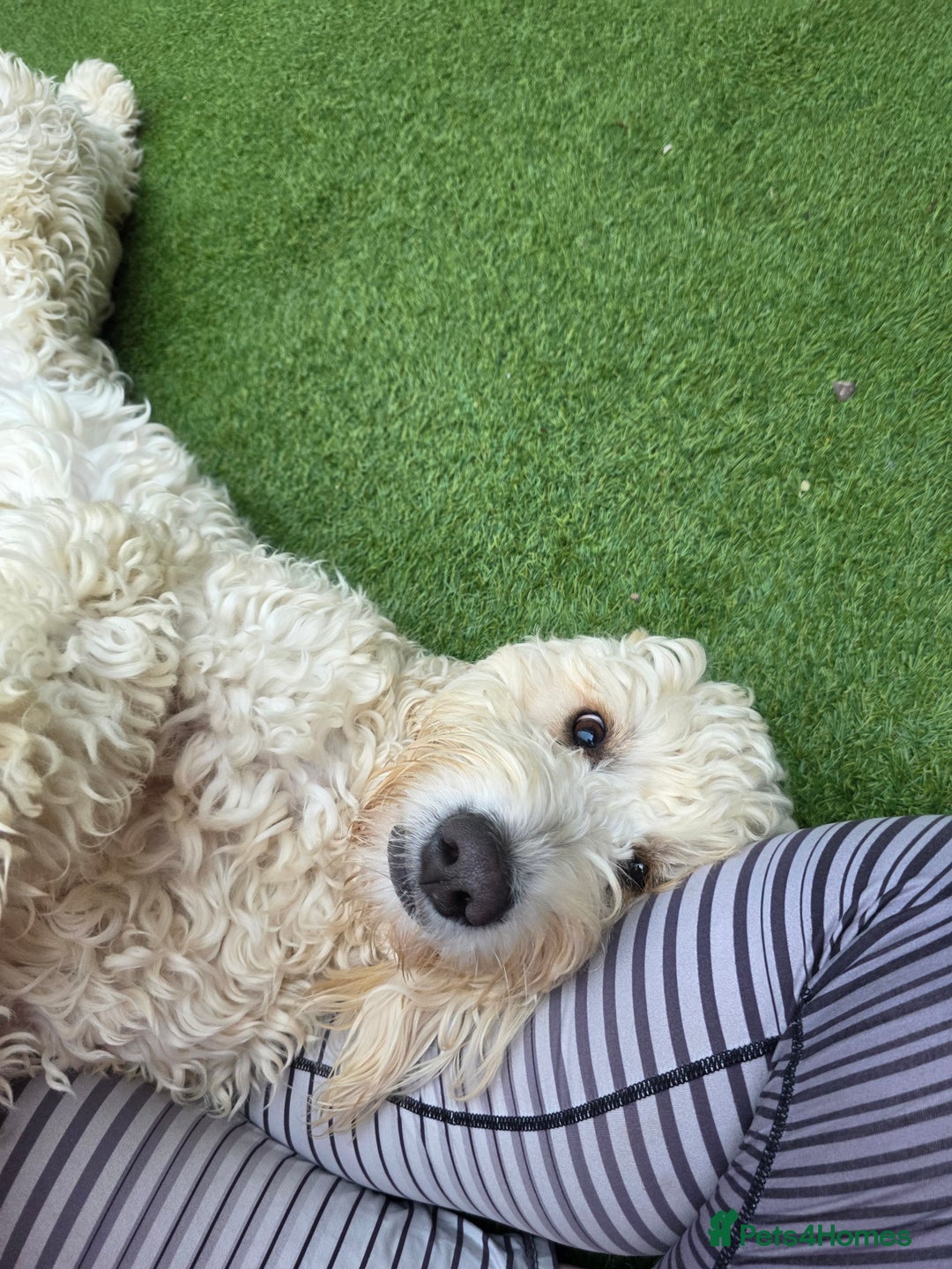 Goldendoodle dogs for sale: Golden doodle - Advert 3