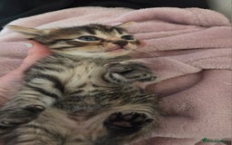 Mixed Breed cats for sale: Bengal cross kittens - Image 4