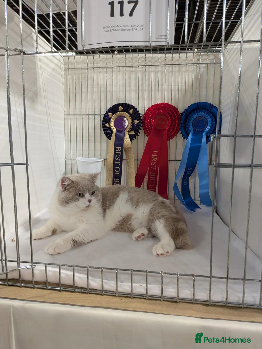 British Shorthair cats for stud: Latvian import British Shorthair  - Advert 2