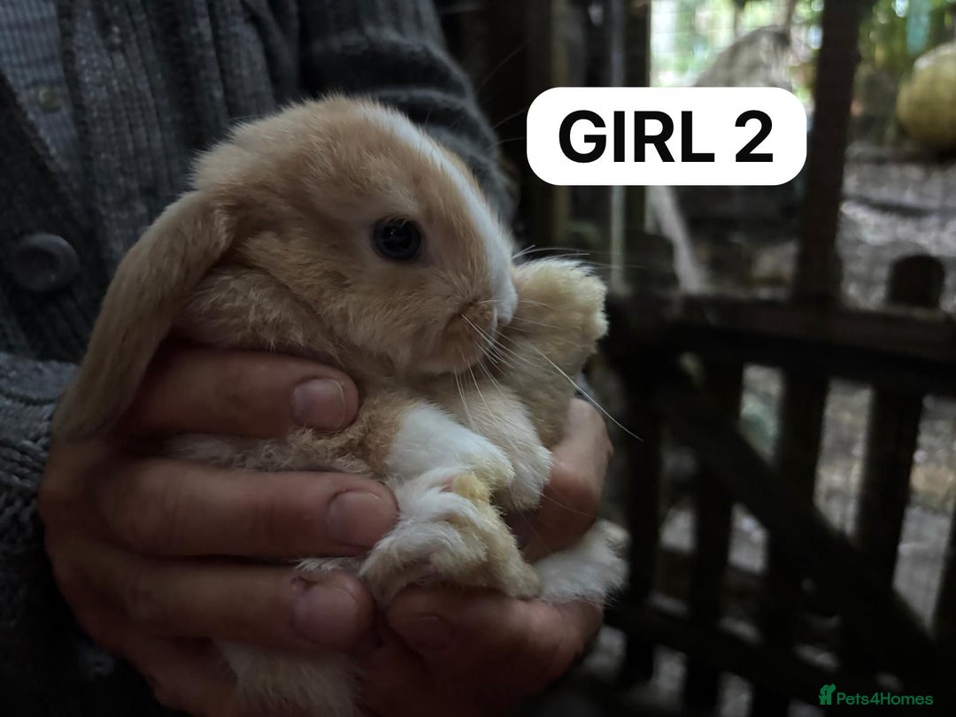 Mini Lop rabbits for sale: Friendly, Handled, Beautiful Baby Bunnies for Sale - Image 7