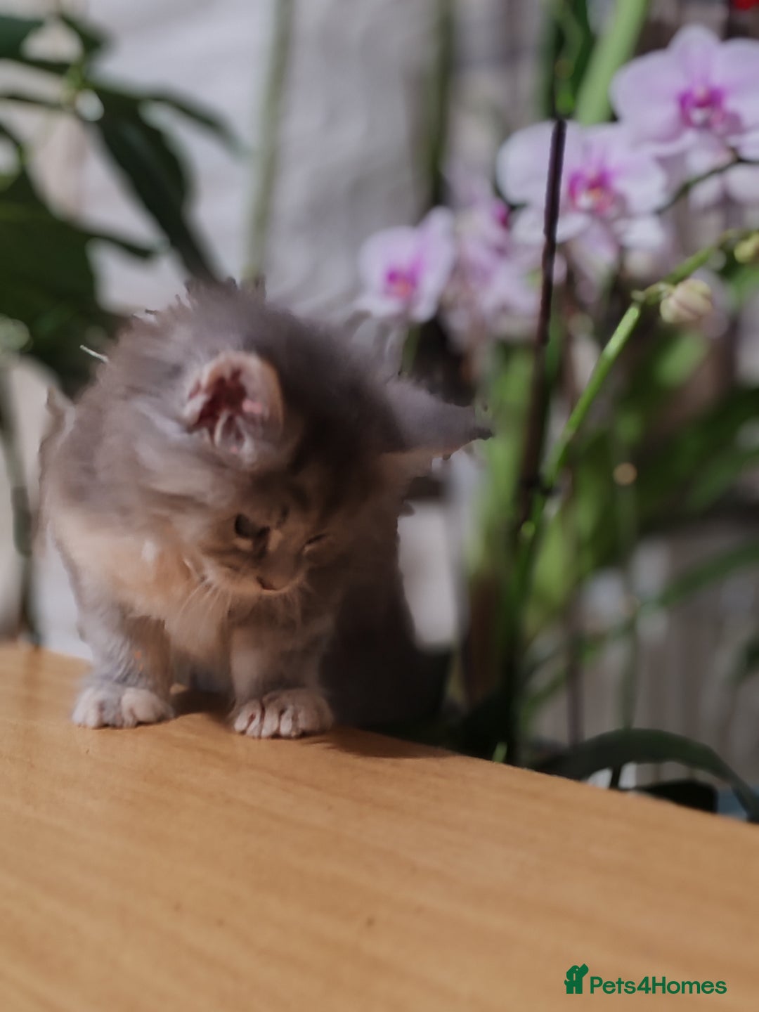 Maine Coon cats for sale: Maine coon kittens  - Advert 2