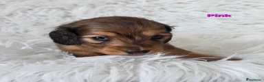 Miniature Dachshund 4