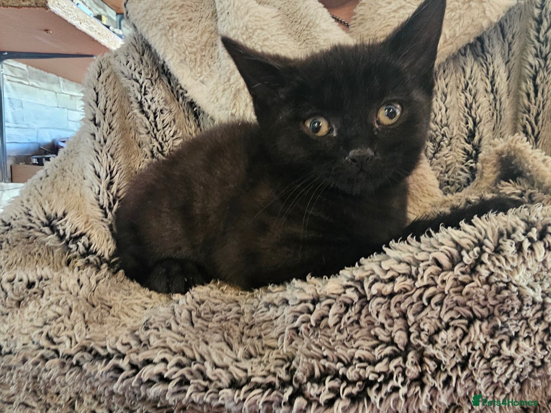 Mixed Breed cats for sale: 4 black kittens  - Advert 4