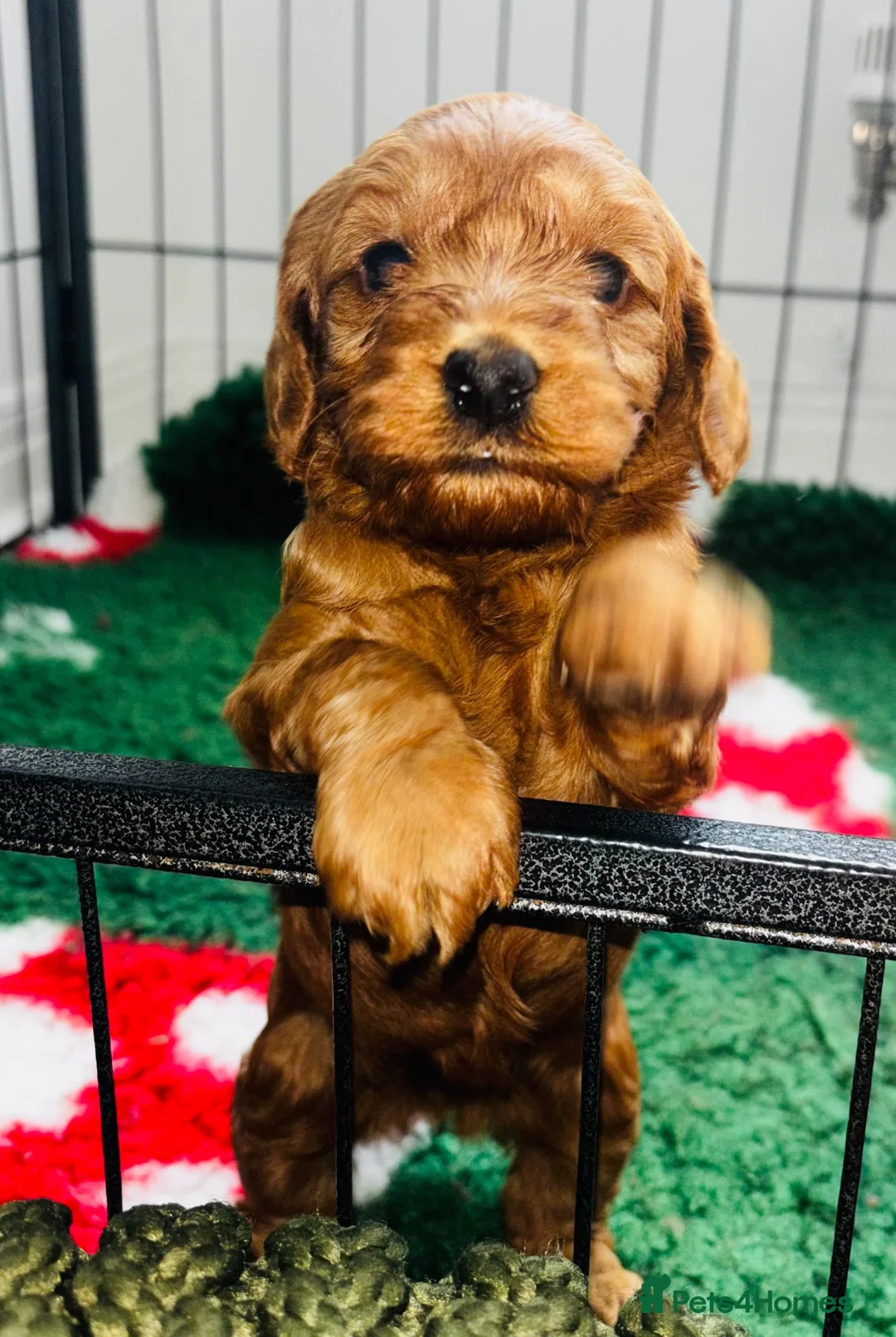 Cockapoo dogs for sale: For sale  - Advert 6