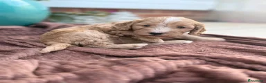 Cockapoo 1