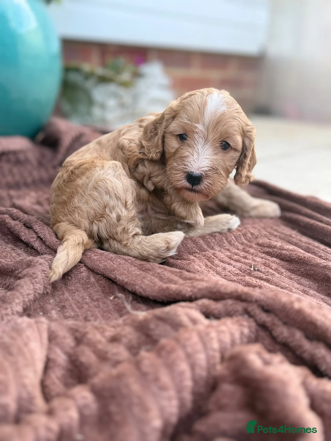 Cockapoo dogs for sale: puppy female cockapoo - Advert 2