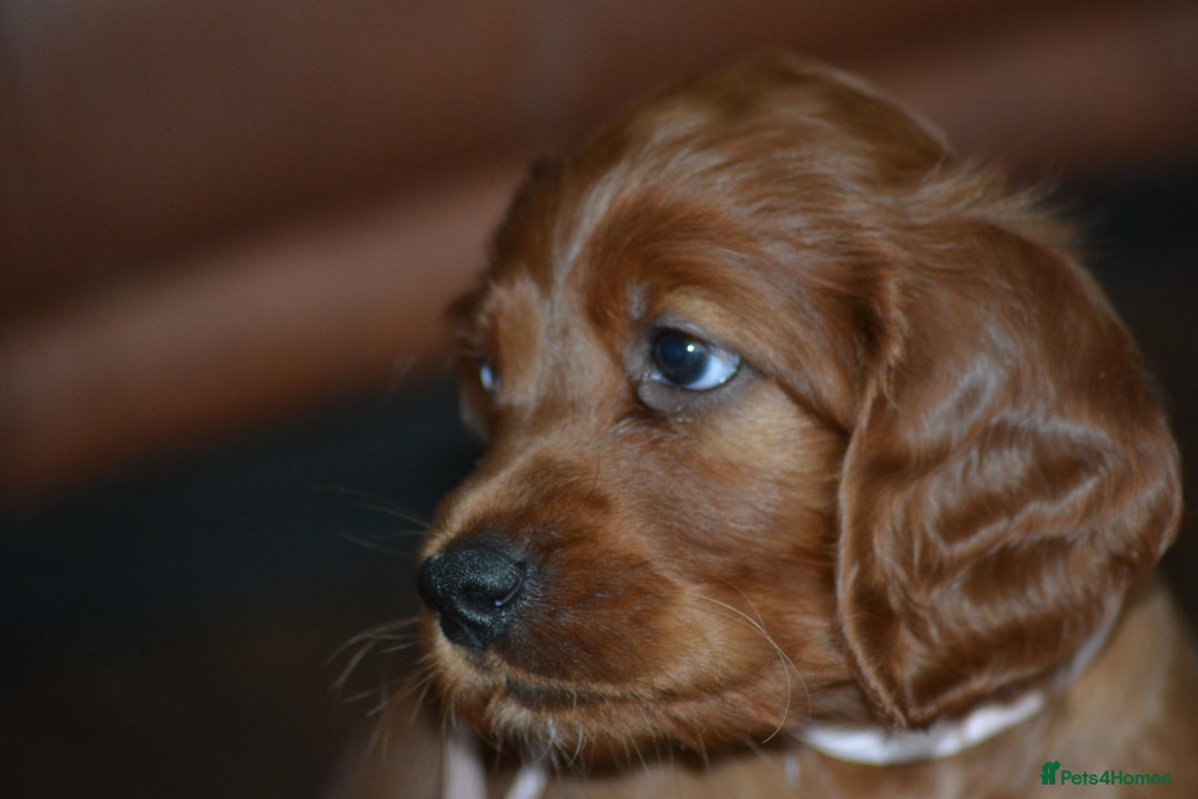 Irish Setter dogs for sale: Quality Irish setter puppies KC Registered - Advert 32