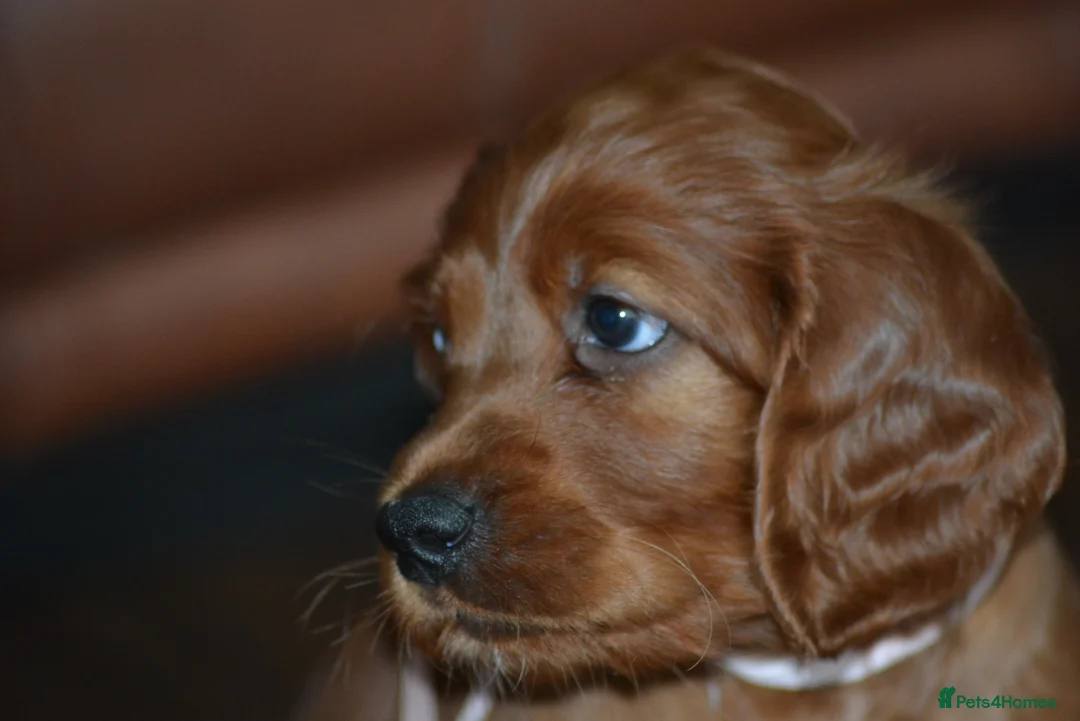 Irish Setter dogs for sale: Quality Irish setter puppies KC Registered - Advert 35