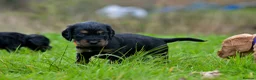 Cocker Spaniel dogs for sale: Stunning Cocker Spaniel Puppies  - Advert 7