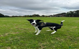 Sprollie dogs for sale: Louie, Sprollie  - Image 3