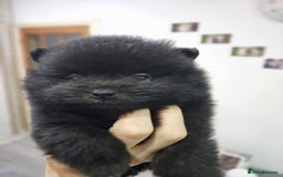 Pomeranian dogs for sale: Pomeranian dogs are looking for a loving home - Image 3