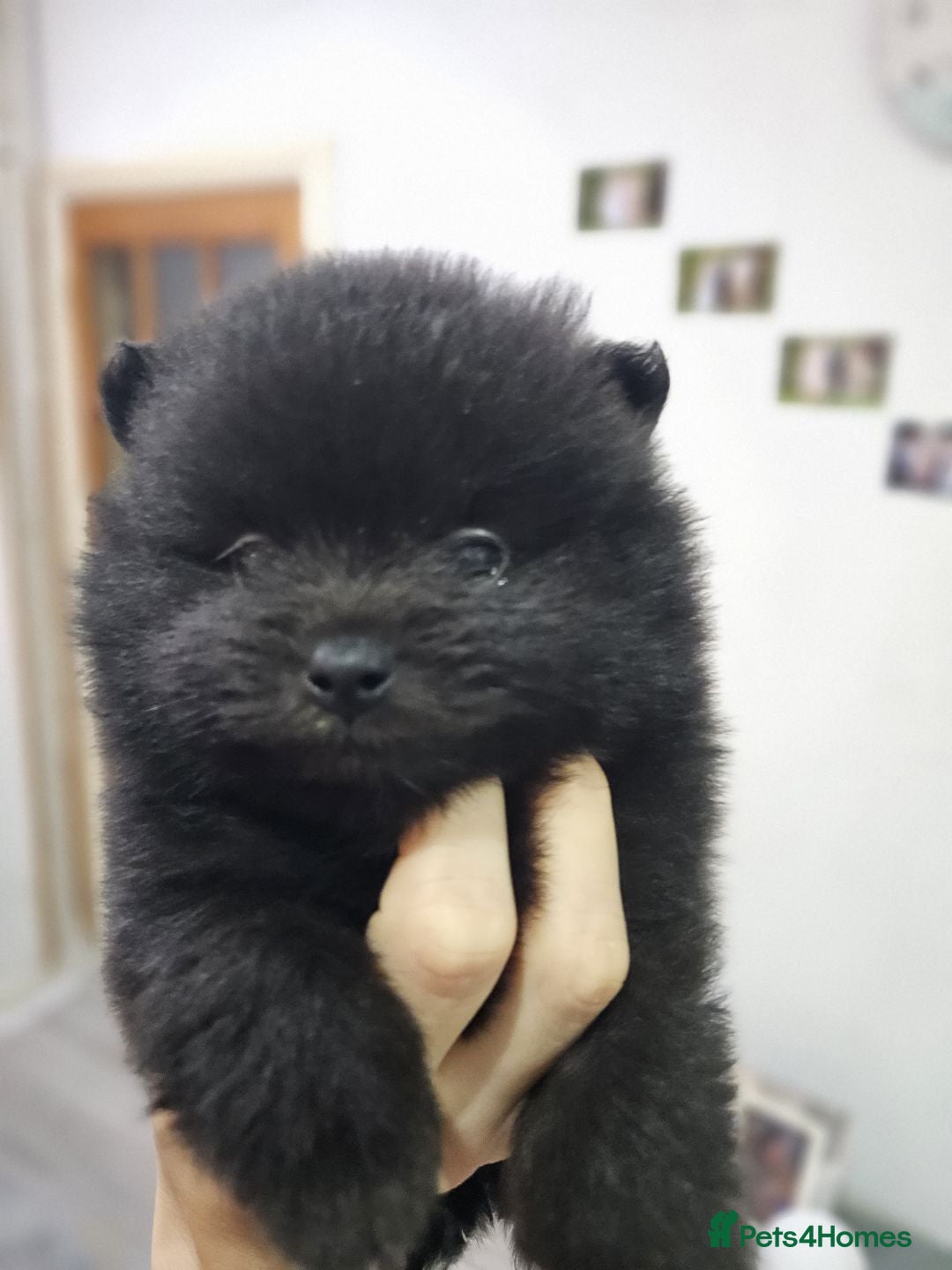Pomeranian dogs for sale: Pomeranian dogs are looking for a loving home - Image 3