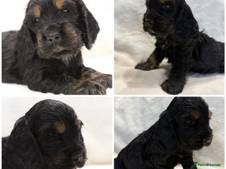 Cocker Spaniel dogs Kc Show type Cocker Spaniels - Advert 1