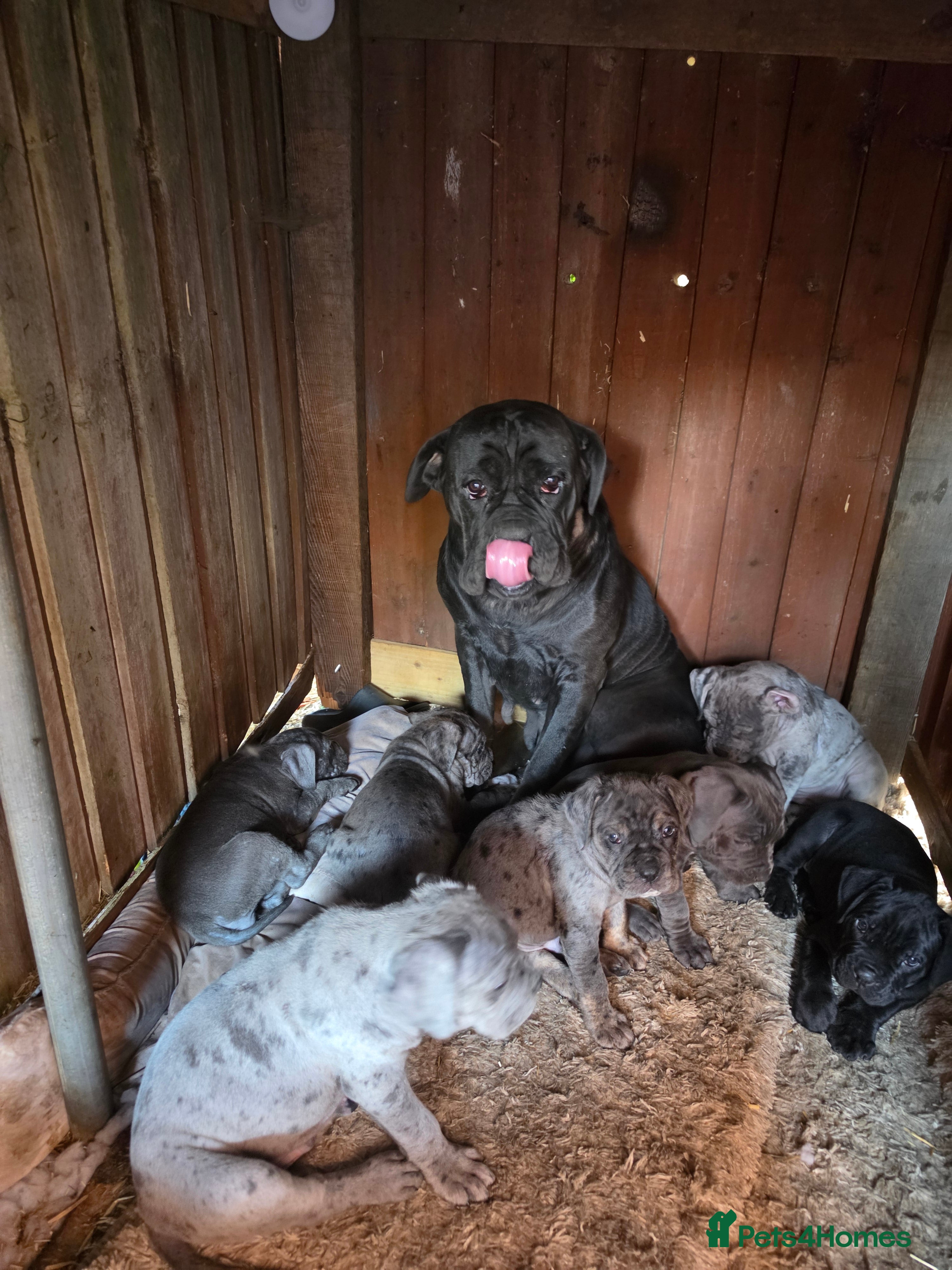 Cane Corso dogs A families best friend 🧡  - Advert 2