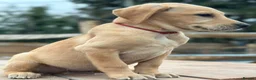 Labrador Retriever dogs for sale: KC REGISTERED LABRADOR PUPPIES - Advert 13