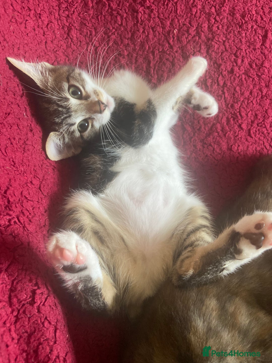 Bengal cats for sale: adorable bengal/tort kitties for sale - Image 8