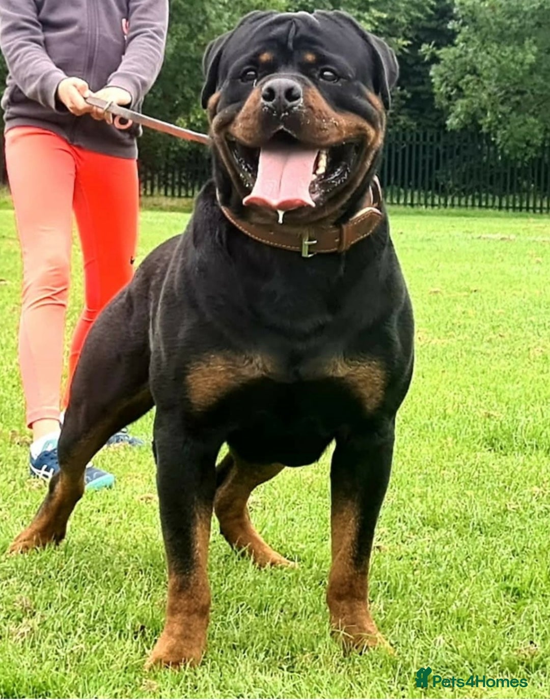Rottweiler dogs for sale: MASSIVE ROTTWEILER PUPPIES  - Advert 13
