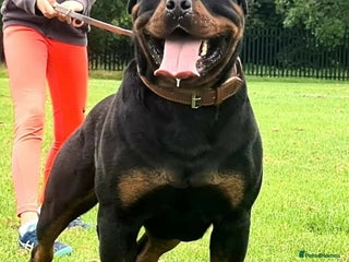 Rottweiler dogs MASSIVE ROTTWEILER PUPPIES - Advert 6