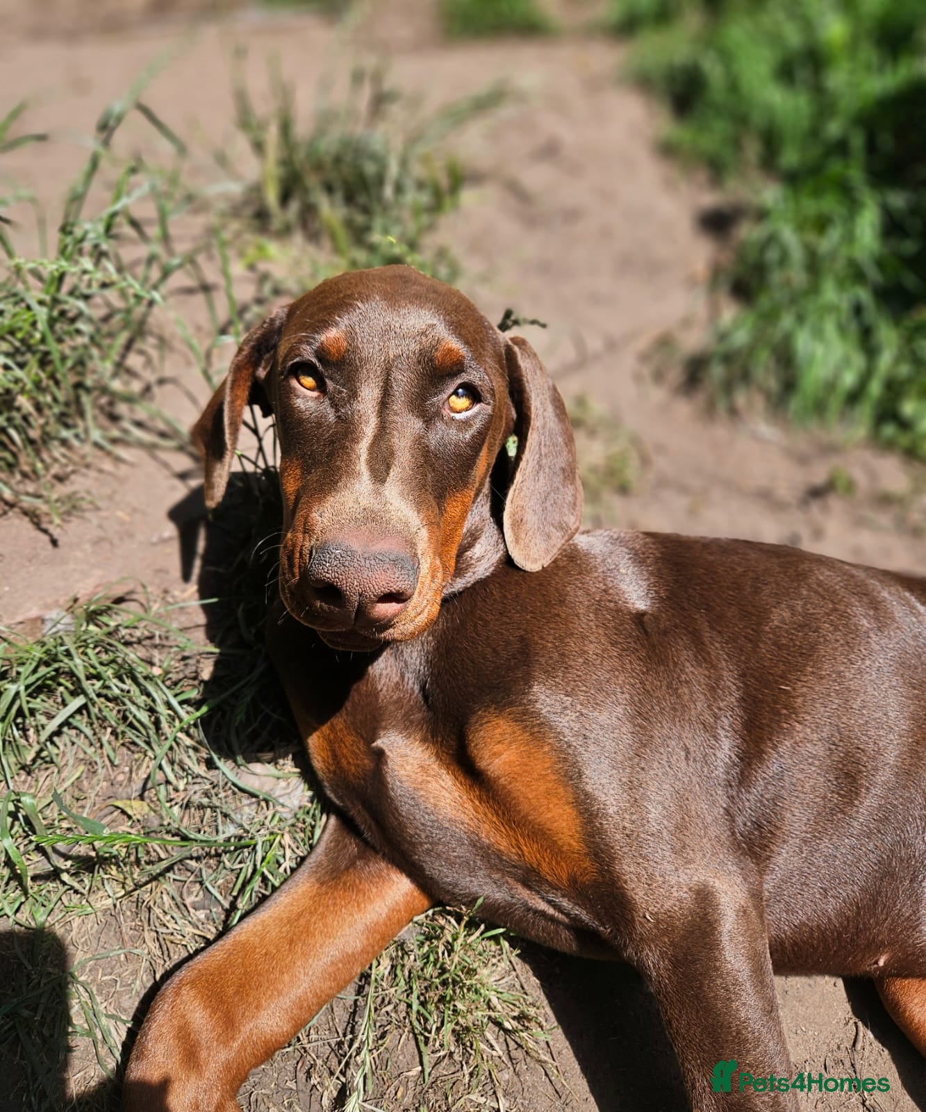 Dobermann dogs 🐕🐾 World Champion Bloodline female. 🏆 🐾 - Advert 4