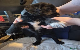 Mixed Breed dogs for sale: Stunning Litter of Labradoodle x Pyrenees - Advert 17