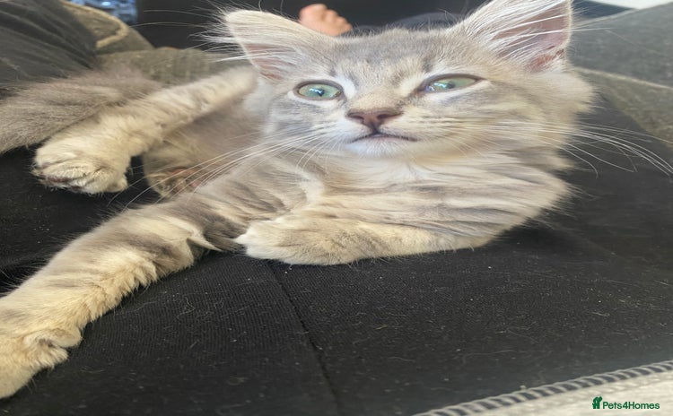 British Longhair cats - Advert 8