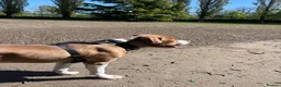 Mixed Breed dogs for sale: Staffie x American Bully 8 months old - Advert 4