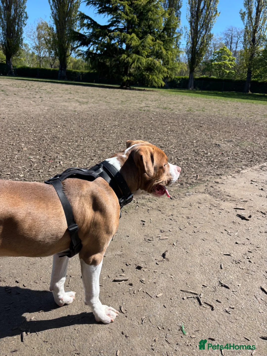 Mixed Breed dogs for sale: Staffie x American Bully 8 months old - Advert 4