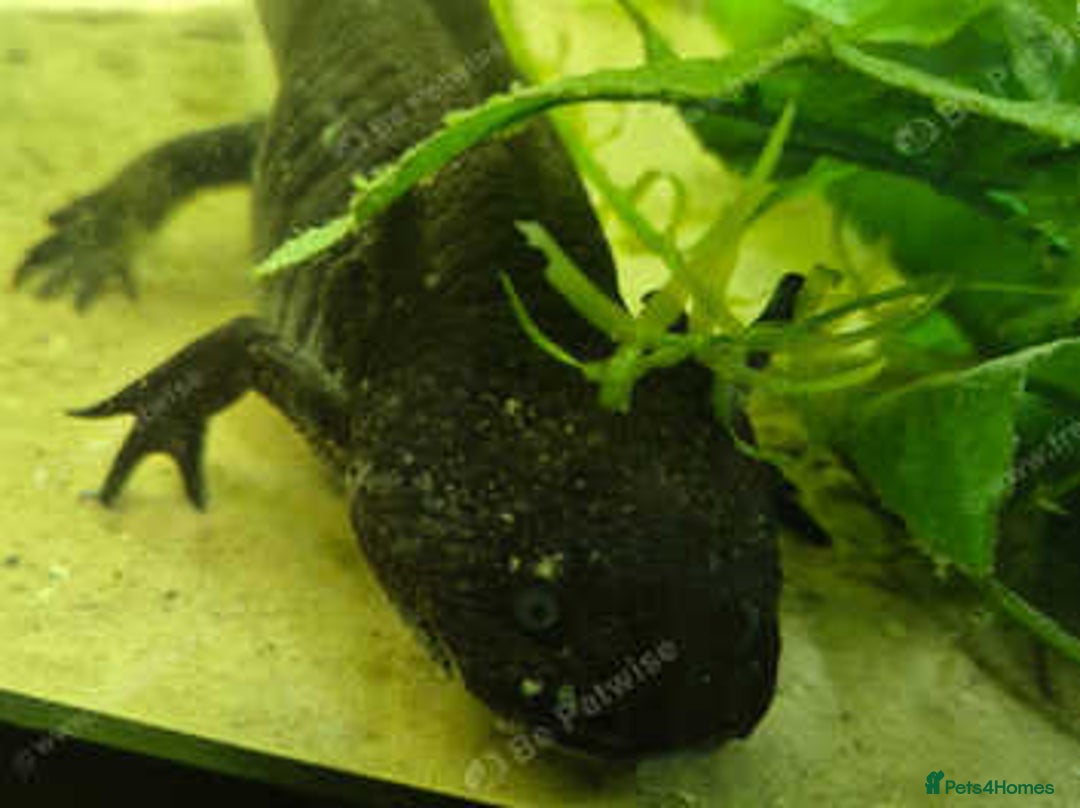 Other/Mixed Breed fish for sale: Axolotls and setup - Advert 2