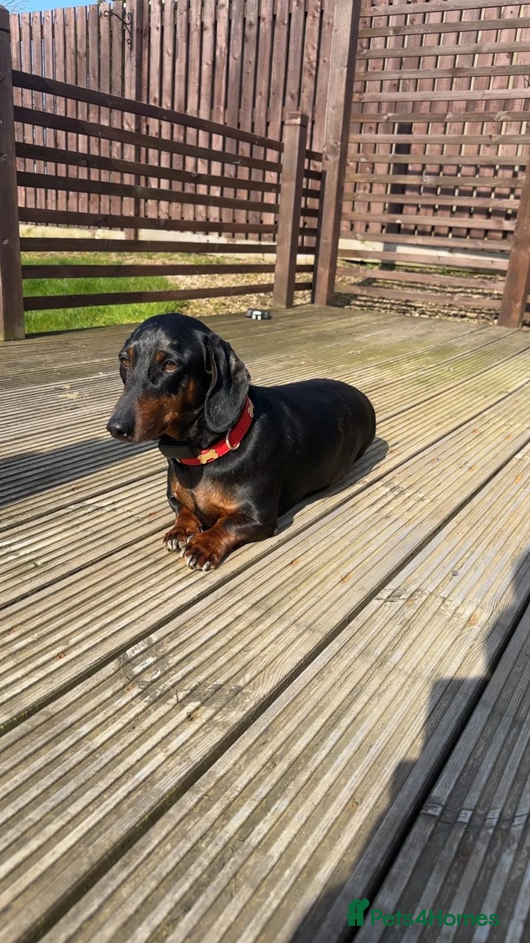 Dachshund dogs for sale: Stunning Male Pedigree Daschund - Advert 8