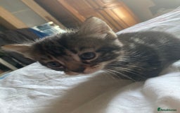 Mixed Breed cats for sale: Beautiful tabby kittens ready to leave  - Image 4