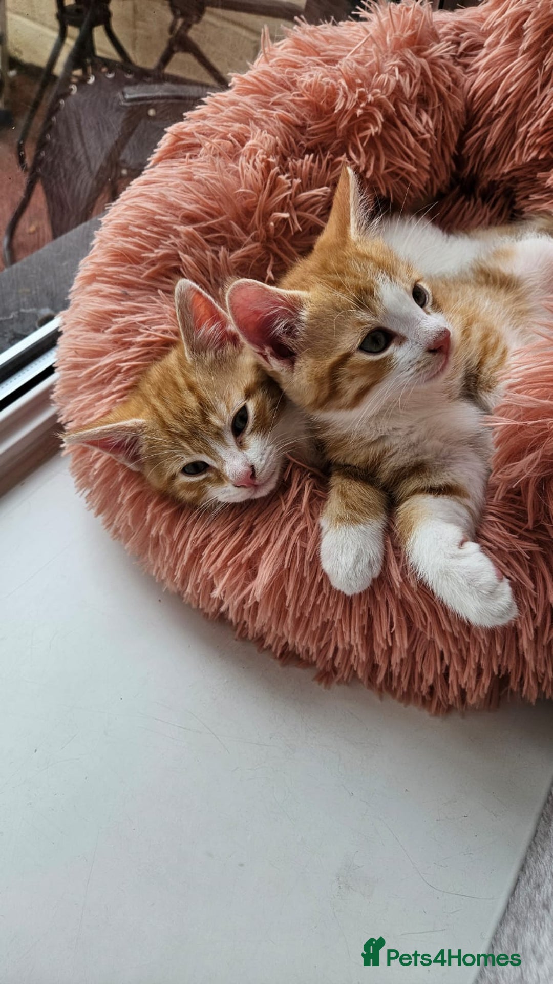Mixed Breed cats for sale: Kittens  - Image 1