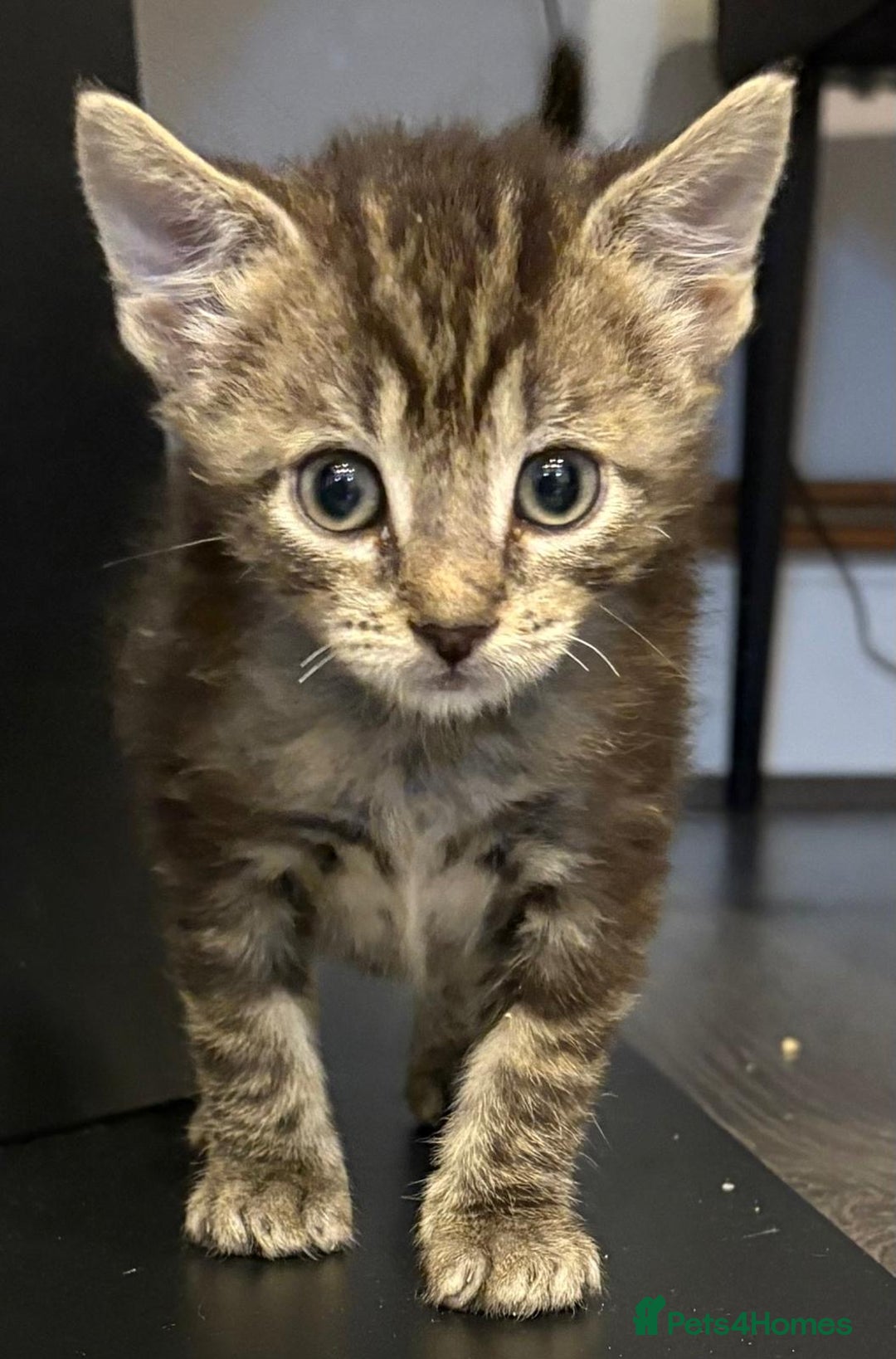 Mixed Breed cats for sale: 3 beautiful tabby kittens  - Advert 6