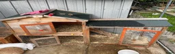 Dwarf Lop rabbits for sale: 3 Rabbits  in Leeds - Advert 7