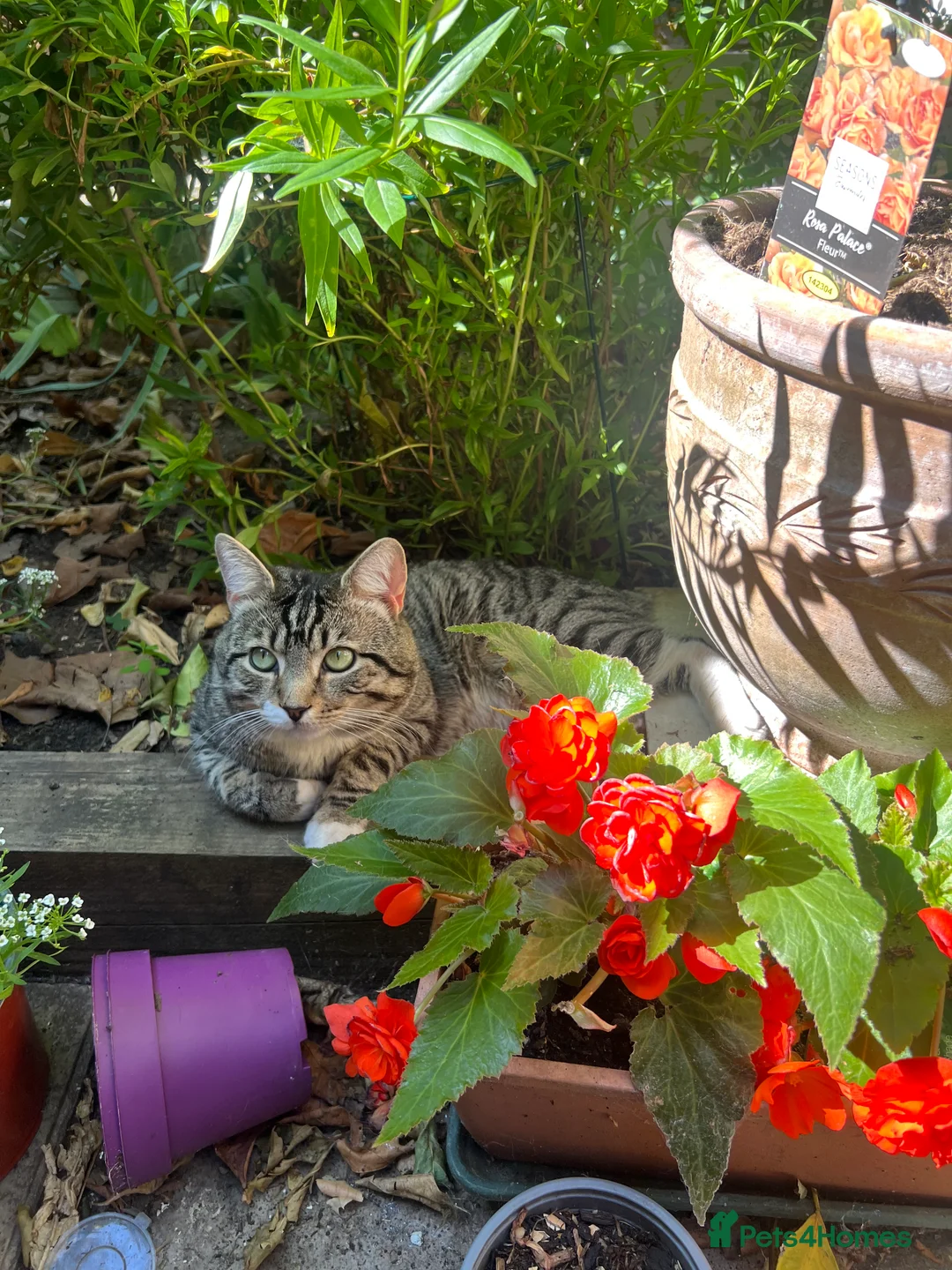 Mixed Breed cats for sale: Tabby cat  in London - Advert 4